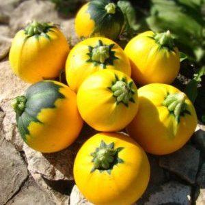Orange zucchini variety with exotic taste and original appearance: we grow it and surprise our neighbors