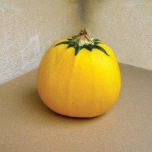 Orange zucchini variety with exotic taste and original appearance: we grow it and surprise our neighbors