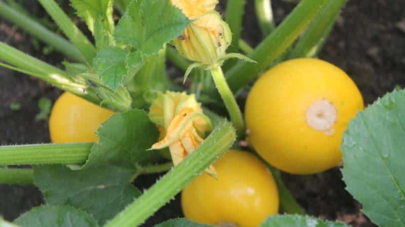 Orange zucchini variety with exotic taste and original appearance: we grow it and surprise our neighbors