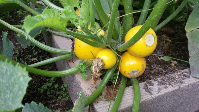 Orange zucchini variety with exotic taste and original appearance: we grow it and surprise our neighbors