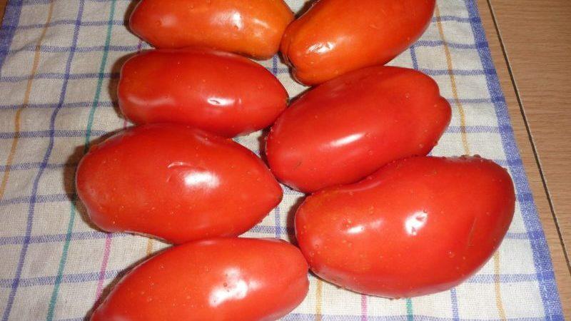 Is it worth growing the Princess tomato: the opinions of summer residents and the secrets of obtaining a rich harvest of aromatic tomatoes