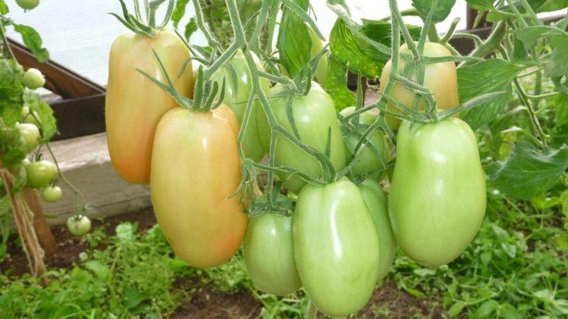 Is it worth growing the Princess tomato: the opinions of summer residents and the secrets of obtaining a rich harvest of aromatic tomatoes