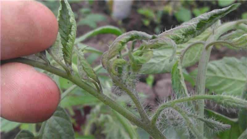Is it worth growing the Princess tomato: the opinions of summer residents and the secrets of obtaining a rich harvest of aromatic tomatoes
