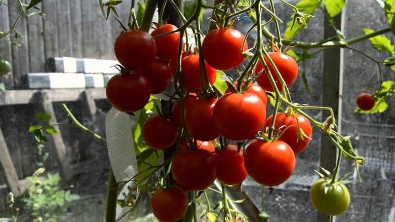 Miniature bushes with tomato crumbs - garden bed decoration: Caramel tomato and tips for growing it