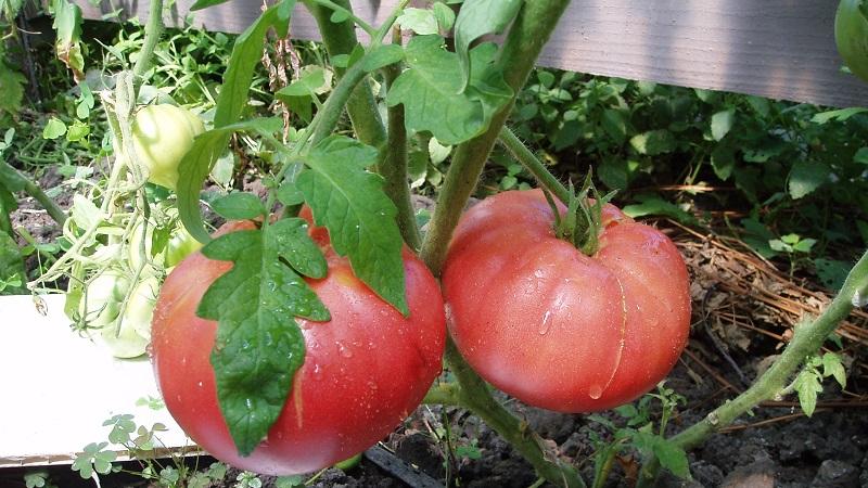 A tomato that looks and tastes perfect Early love: growing it right and setting yield records