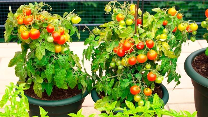 Harvest on the window all year round: growing tomatoes Balcony miracle at home