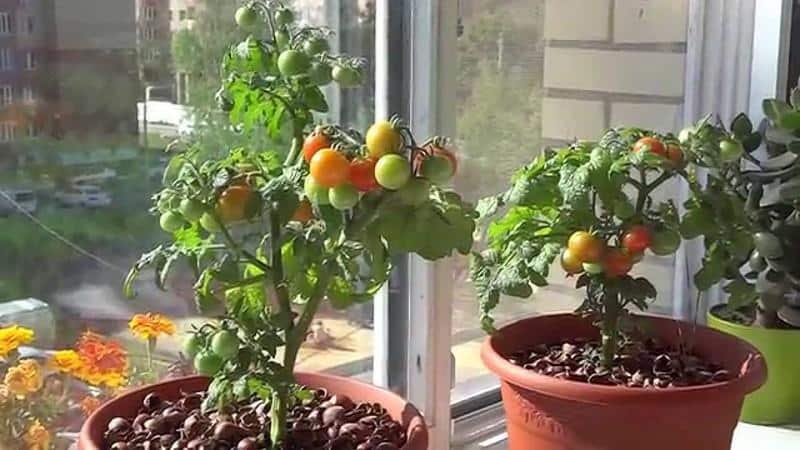 Harvest on the window all year round: growing tomatoes Balcony miracle at home