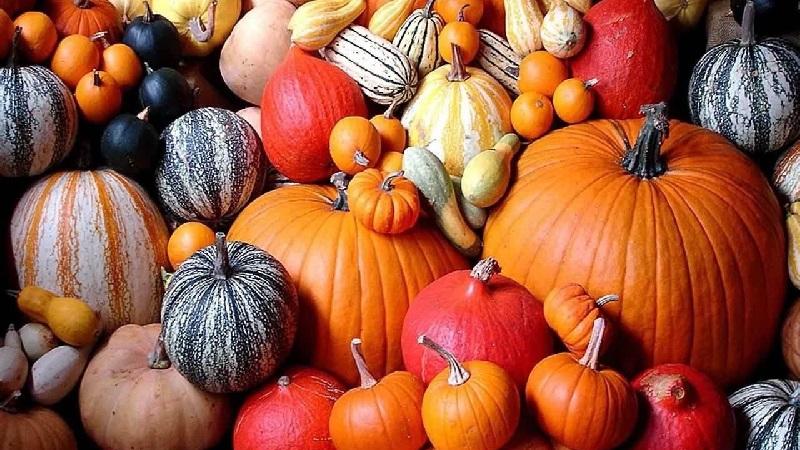 Types of butternut squash varieties: why they are loved and how to achieve a good harvest
