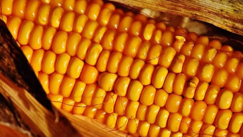 Tasty and sweet variety of corn Bonduelle: ideal for canning and fresh consumption