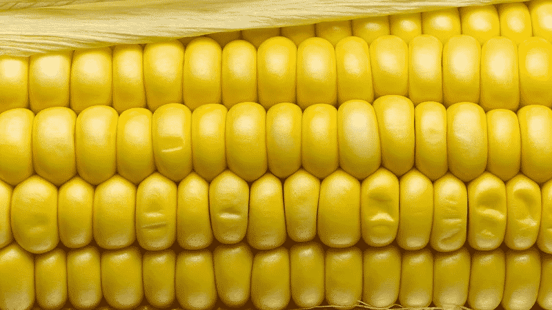 Tasty and sweet variety of corn Bonduelle: ideal for canning and fresh consumption