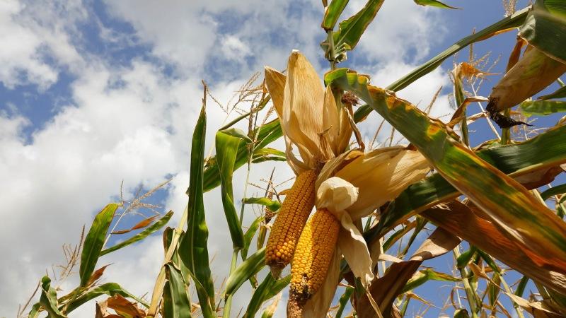 Tasty and sweet variety of corn Bonduelle: ideal for canning and fresh consumption