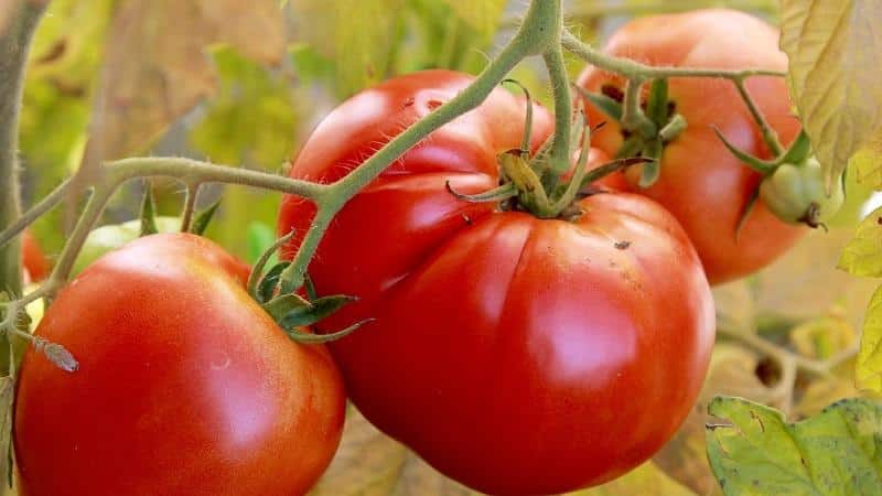 Bright early tomato with large fruits - the King of the market tomato and the secrets of its cultivation from experienced gardeners