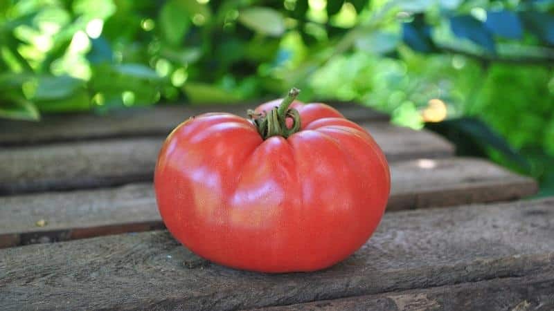 Bright early tomato with large fruits - the King of the market tomato and the secrets of its cultivation from experienced gardeners