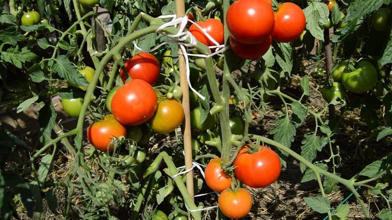 Why does everyone love the Dacha tomato so much?
