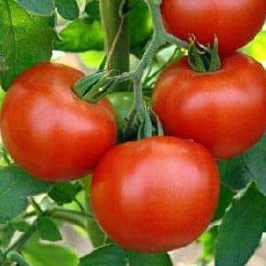 Why does everyone love the Dacha tomato so much?