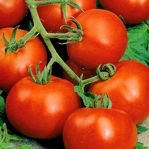 Why does everyone love the Dacha tomato so much?