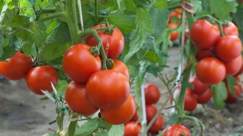 Why does everyone love the Dacha tomato so much?
