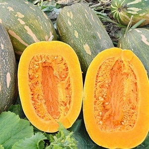 One of the most popular varieties of pumpkin Vitamin: how to get a rich harvest of a healthy and tasty vegetable