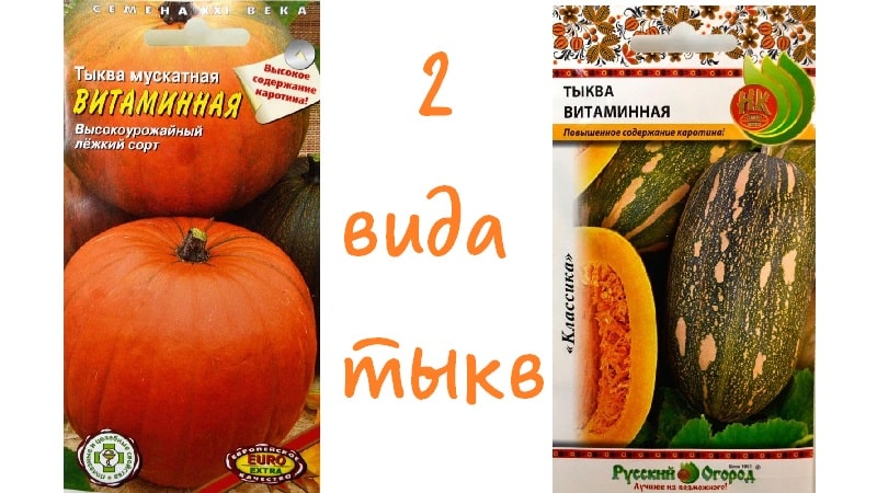 One of the most popular varieties of pumpkin Vitamin: how to get a rich harvest of a healthy and tasty vegetable