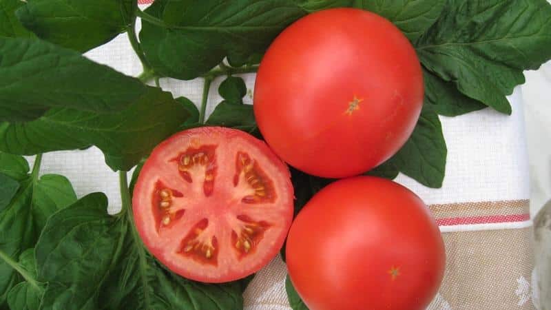 Unique early ripening tomato Anyuta, which makes it possible to get a double harvest