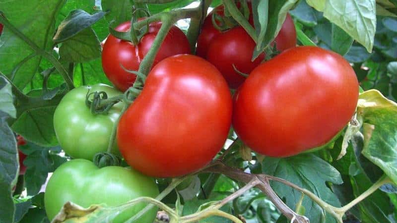 Unique early ripening tomato Anyuta, which makes it possible to get a double harvest