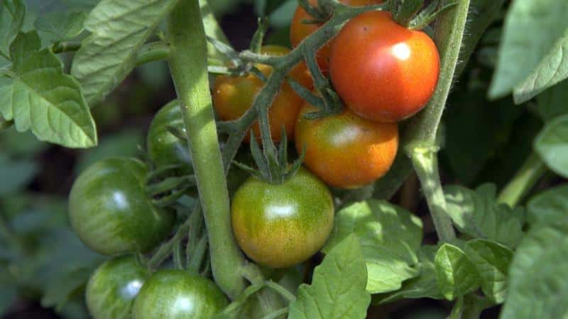Unique early ripening tomato Anyuta, which makes it possible to get a double harvest