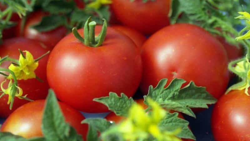 Unique early ripening tomato Anyuta, which makes it possible to get a double harvest