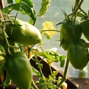 Tasty, sweet and juicy Podsinsky miracle tomatoes - a gift from Minusinsk amateur breeders
