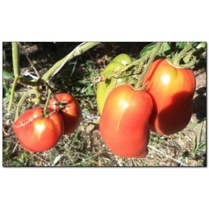 Tasty, sweet and juicy Podsinsky miracle tomatoes - a gift from Minusinsk amateur breeders