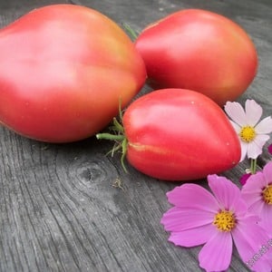Tasty, sweet and juicy Podsinsky miracle tomatoes - a gift from Minusinsk amateur breeders