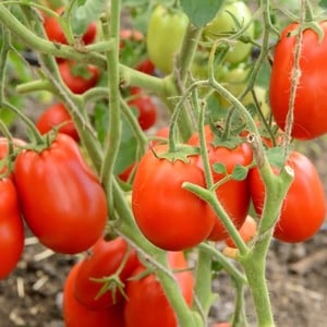 Tasty, sweet and juicy Podsinsky miracle tomatoes - a gift from Minusinsk amateur breeders