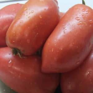 Tasty, sweet and juicy Podsinsky miracle tomatoes - a gift from Minusinsk amateur breeders