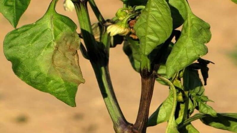 Measures to combat Fusarium wilt of pepper and prevent the occurrence of the disease