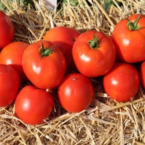 Strong, stable bushes for open ground - Tatyana tomato: what is good and how to grow it correctly