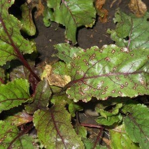 One of the most popular varieties among farmers is Pablo beets