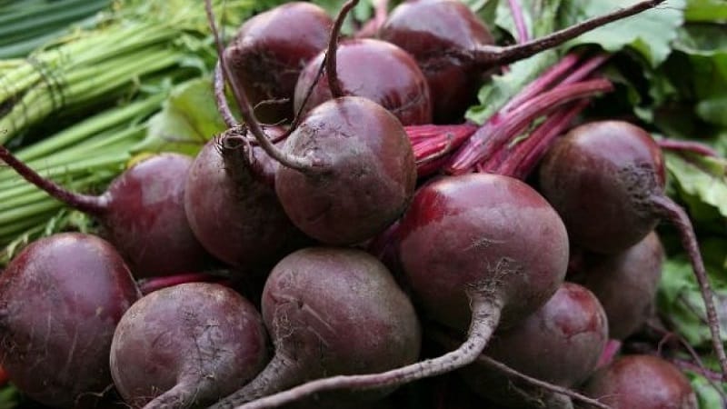 One of the most popular varieties among farmers is Pablo beets