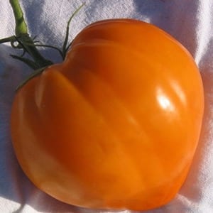 Resilient, high-yield tomatoes for greenhouses and soil - Golden Domes tomato