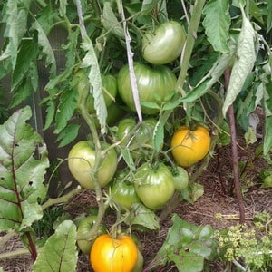 Resilient, high-yield tomatoes for greenhouses and soil - Golden Domes tomato