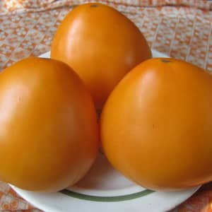 Resilient, high-yield tomatoes for greenhouses and soil - Golden Domes tomato