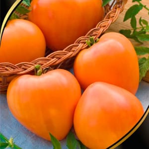 Resilient, high-yield tomatoes for greenhouses and soil - Golden Domes tomato