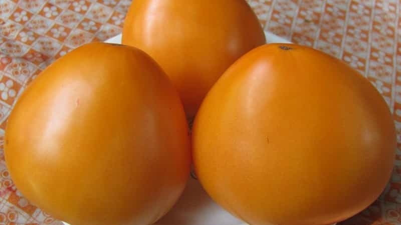 Resilient, high-yield tomatoes for greenhouses and soil - Golden Domes tomato