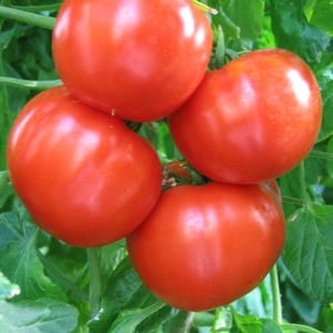 Simple and trouble-free tomato Khlynovsky: characteristics and description of the variety