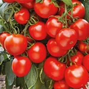 Simple and trouble-free tomato Khlynovsky: characteristics and description of the variety