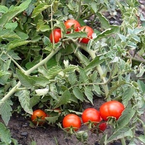 Simple and trouble-free tomato Khlynovsky: characteristics and description of the variety