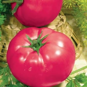 A recognized favorite among gardeners is the Rosy Cheeks tomato.