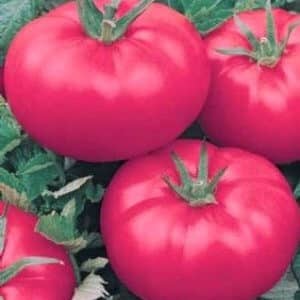 A recognized favorite among gardeners is the Rosy Cheeks tomato.