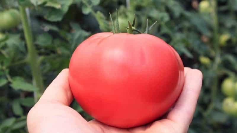 A recognized favorite among gardeners is the Rosy Cheeks tomato.