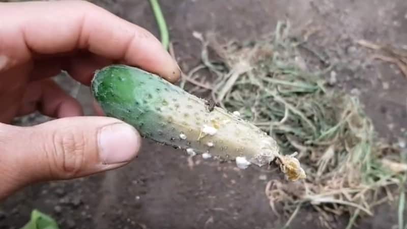 Why gray rot appears on cucumbers and how to deal with it