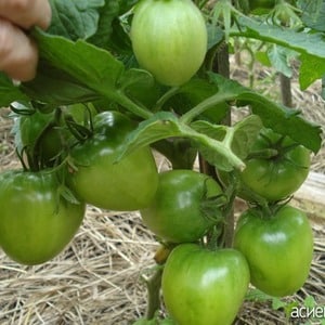 An early-ripening hybrid variety from Siberian breeders - the Ob Domes tomato and reviews from summer residents about these tomatoes