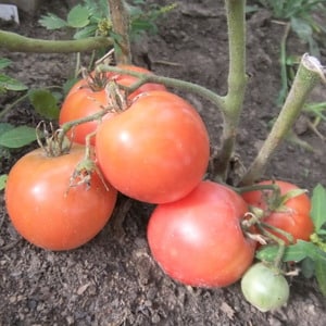 An early-ripening hybrid variety from Siberian breeders - the Ob Domes tomato and reviews from summer residents about these tomatoes